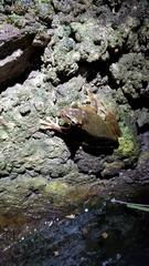 Osteopilus vastus