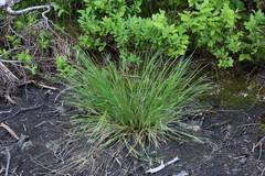 Carex lenticularis