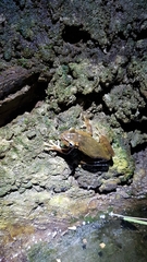 Osteopilus vastus