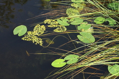 Nuphar pumila