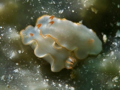 Ardeadoris
