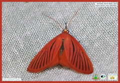 Arctioblepsis rubida