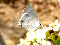 Strymon albata