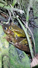 Anura