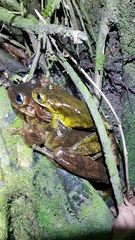 Anura
