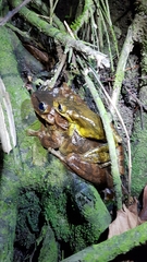 Anura