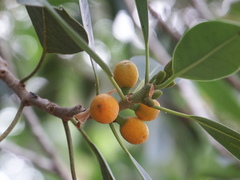 Ficus obliqua