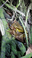 Anura