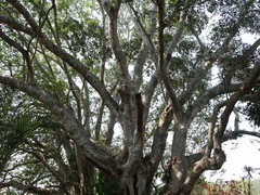 Ficus obliqua