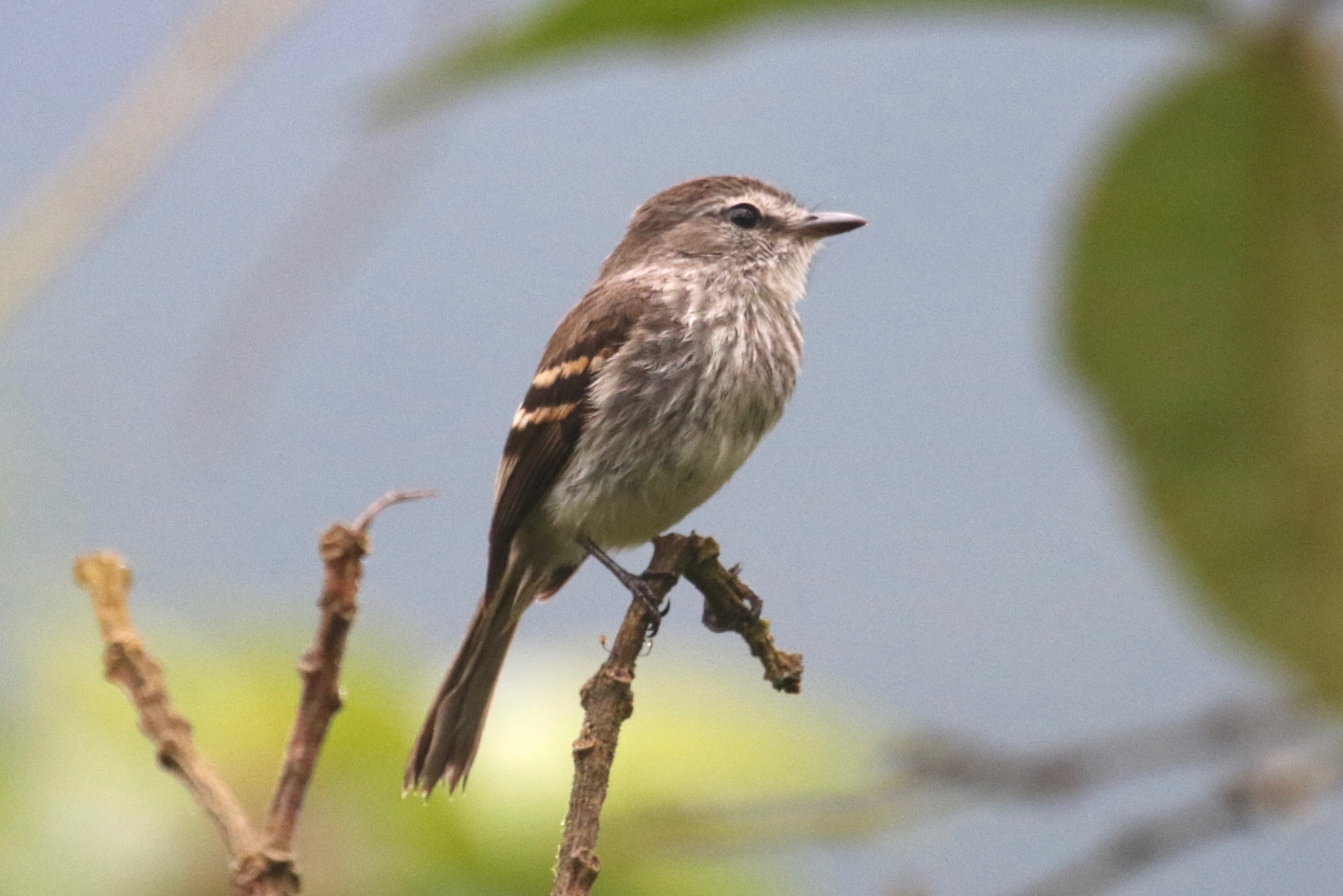 Myiophobus fasciatus image