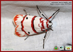 Cyana perornata