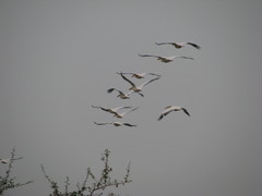 Pelecanus onocrotalus