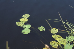 Nuphar pumila