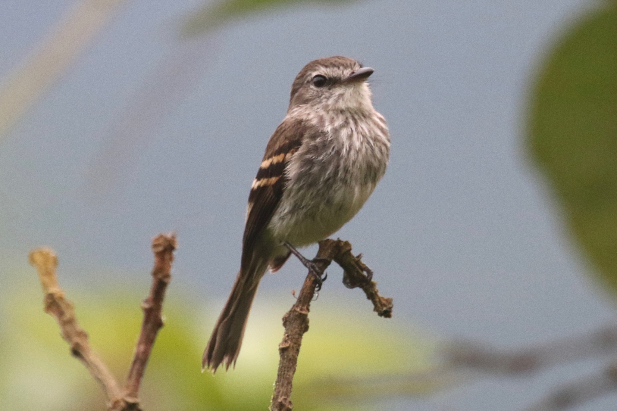 Myiophobus fasciatus image