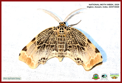 Achrosis pyrrhularia