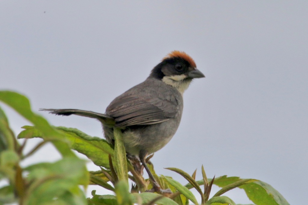 Bay-crowned Brushfinch photo