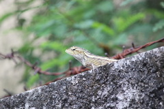Calotes versicolor
