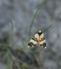 Thallarcha chrysochares