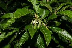 Solanum nigricans