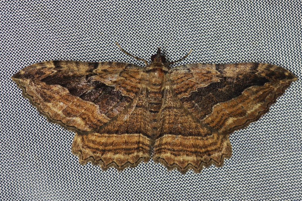 Dark Umber