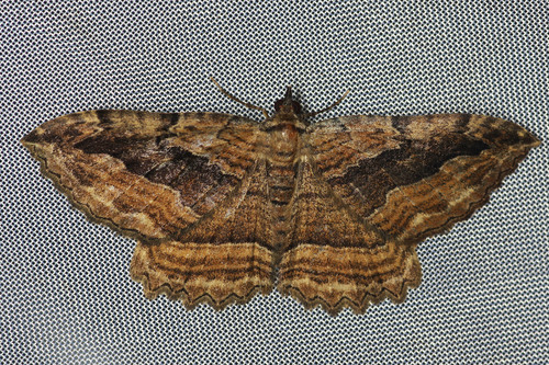 Dark Umber