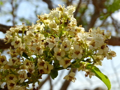 Casearia dolichophylla