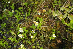 Caltha biflora