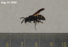 Orancistrocerus drewseni