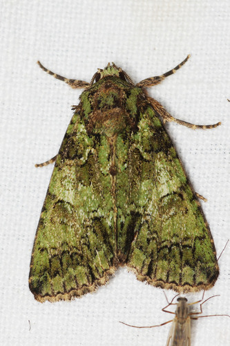 Guernsey Underwing, photo 3 of 10