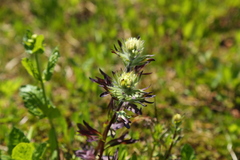 Castilleja parviflora albida