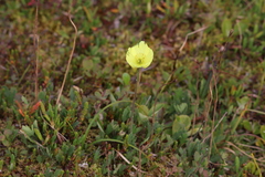 Papaver lapponicum