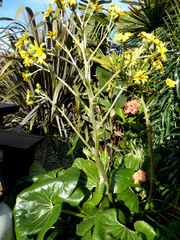 Ligularia reniformis