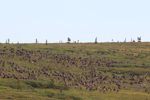 Porcupine Caribou photographed in Alaska