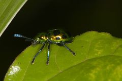 Platycorynus decemnotatus