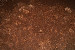 Myotis austroriparius