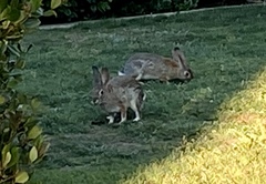 Sylvilagus audubonii