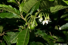 Solanum nigricans
