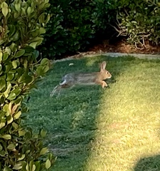 Sylvilagus audubonii