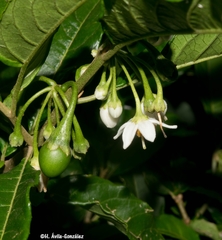 Solanum nigricans