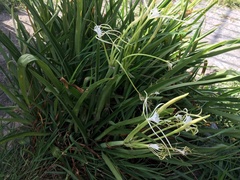 Hymenocallis