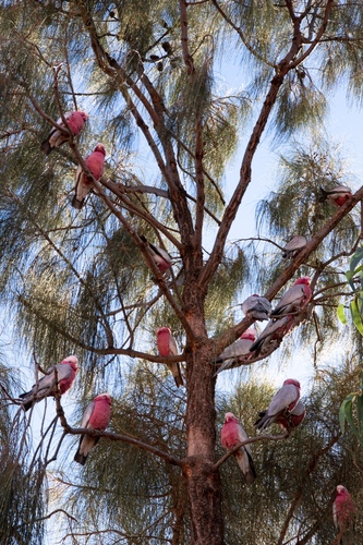 Galah