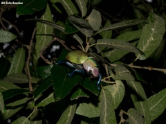 Chrysina erubescens