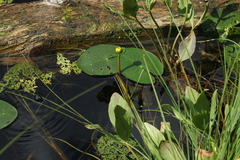 Nuphar pumila