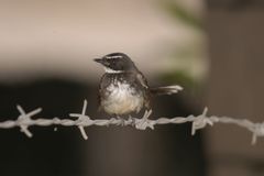 Rhipidura albogularis