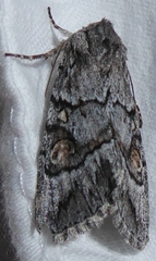 Andropolia