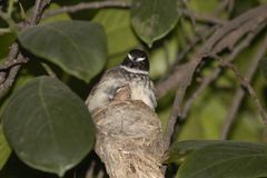 Rhipidura albogularis