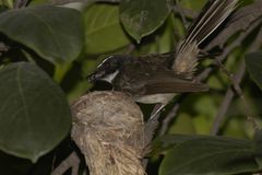 Rhipidura albogularis