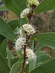 Hakea benthamii