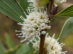 Hakea benthamii