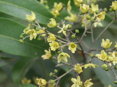Flindersia xanthoxyla